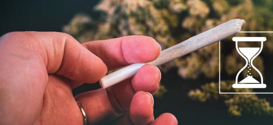 Kan cannabis blive for gammelt? Sådan bevarer du kvaliteten af dine blomster