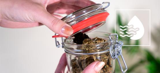 Sådan (og hvorfor) lufter du dine buds under curing af cannabis