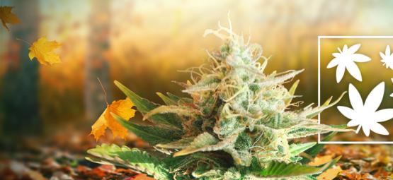 8 grunde til, at efteråret er den bedste årstid at ryge cannabis