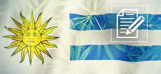 Uruguay: Cannabisparadis blevet til kaos