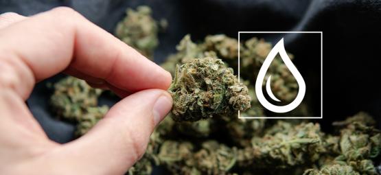 Hvad du skal gøre, hvis din cannabis bliver våd