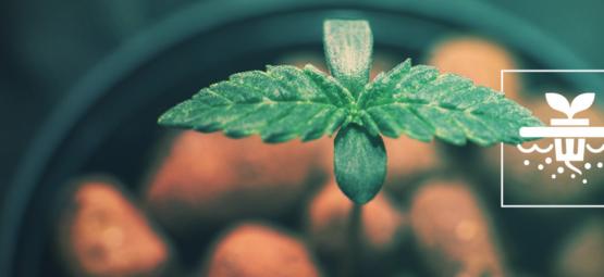 5 cannabissorter, der er perfekte til Deep Water Culture (DWC) hydroponik