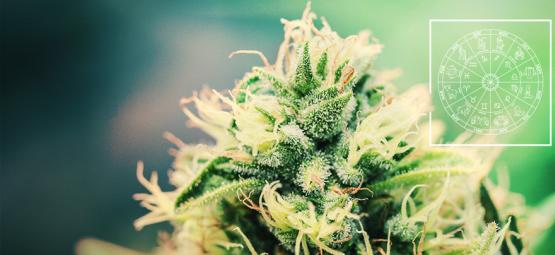 Den perfekte cannabissort til hvert stjernetegn