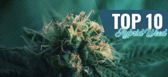 Top 10 hybridcannabis i Amsterdam