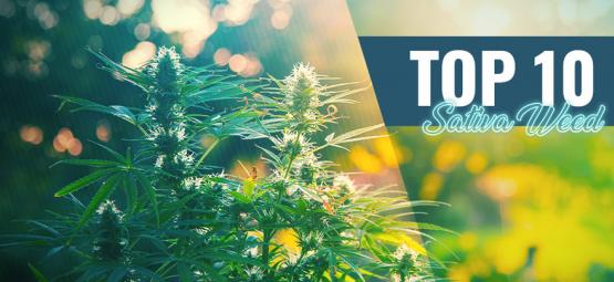 Top 10 bedste sativa i Amsterdam