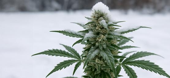 Kan man dyrk cannabis udendørs om vinteren?