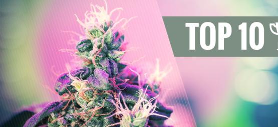 Top 10 prisvindende cannabissorter