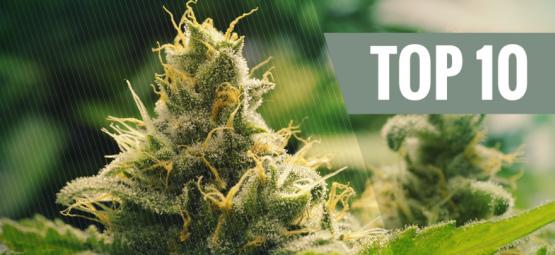 Top 10 klassiske cannabissorter
