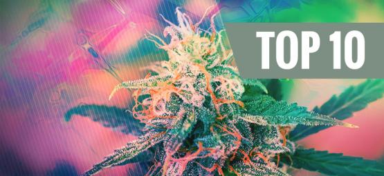 Top 10 psykedeliske cannabissorter