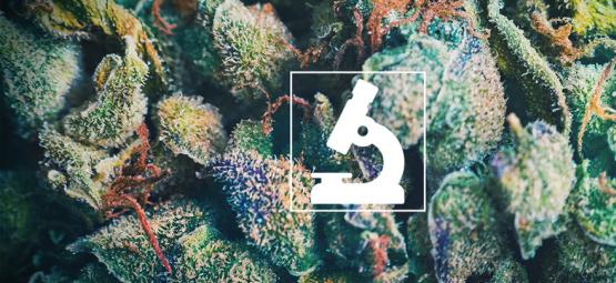 Fordele ved at bruge et mikroskop for cannabisdyrkere og rygere