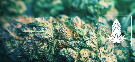 6 tips til at øge tætheden i cannabisblomster