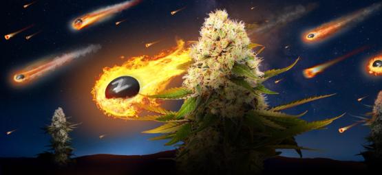 Zamnesia x Exotic Seed: Black ZZ (Begrænset udgave)