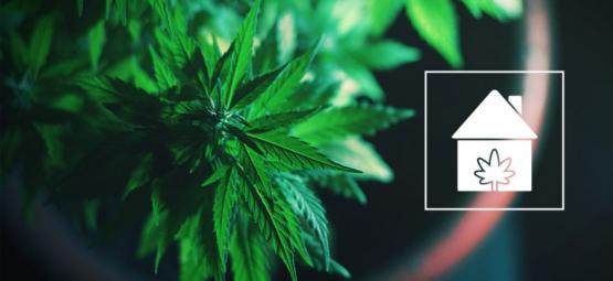 Sådan dyrker du cannabis hvor som helst i dit hjem