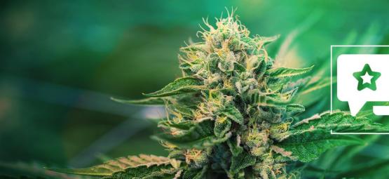 Super Silver Haze: Anmeldelse og information om cannabissorten