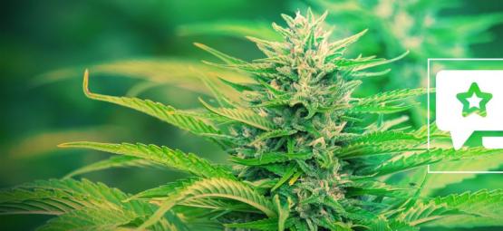 Gorilla Zkittlez: Anmeldelse og information om cannabissorten