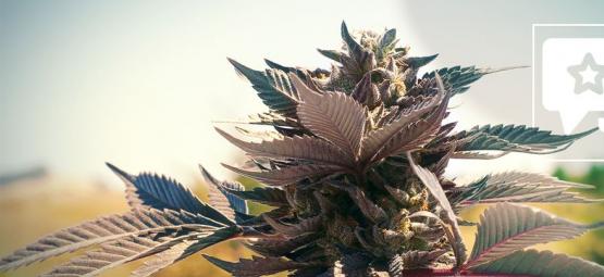 Wedding Cake: Anmeldelse og information om cannabissorten