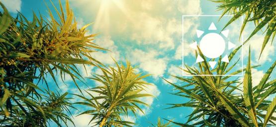Hvor meget sollys har udendørs cannabisplanter brug for?