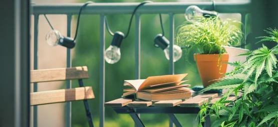 Top 10 cannabissorter til dyrkning på altan eller terrasse