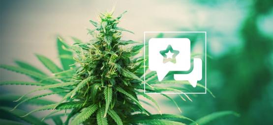 Tangerine Dream: Anmeldelse og information om cannabissorten