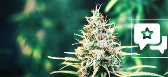 Cookies Kush: Anmeldelse og information om cannabissorten