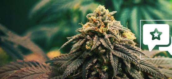 GG4: Anmeldelse og information om cannabissorten