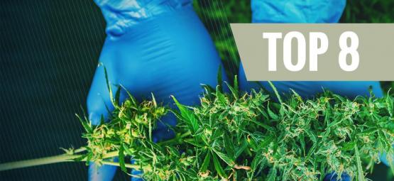 8 høstværktøjer, som enhver cannabisdyrker har brug for