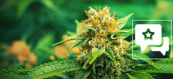 Mango Haze: Anmeldelse og information om cannabissorten