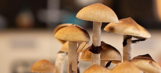 Sådan forebygger du sidepins på magiske svampe