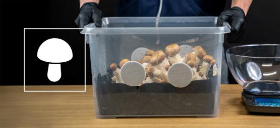 Sådan bygger du en monotub til svampedyrkning