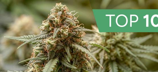 Top 10 Haze-cannabissorter