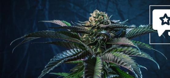 Silver Haze: Anmeldelse og information om cannabissorten