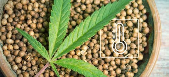De bedste udendørs cannabisfrø til Europas klimaer