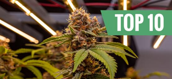 Top 10 højeste cannabissorter