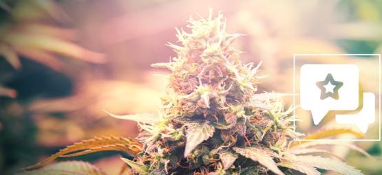 Candy Kush: Anmeldelse og information om cannabissorten