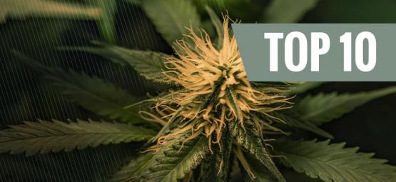 Top 10 Cheese-cannabissorter