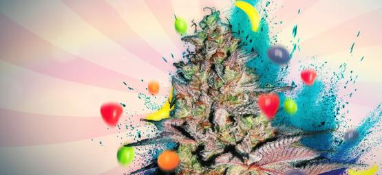 Runtz Auto: Anmeldelse og information om cannabissorten