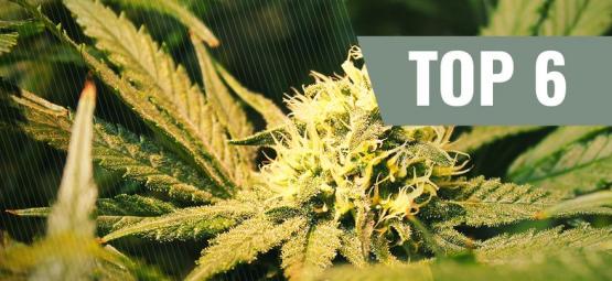 Top 6 THCV-cannabissorter