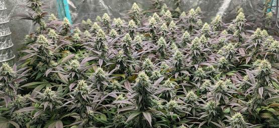 Top 10 højtydende feminiserede cannabissorter