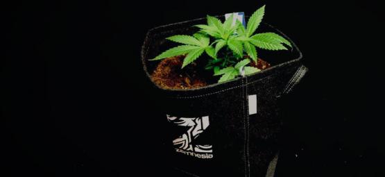 Fordelene ved stofpotter til at dyrk cannabis