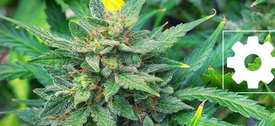 Er autoflowering cannabissorter mindre potente end andre?