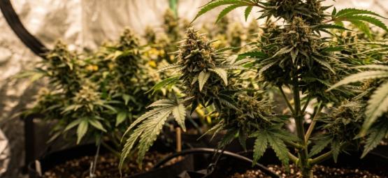 Top 10 højtydende feminiserede cannabissorter
