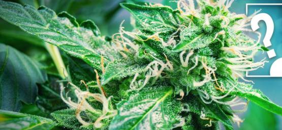 Bør begyndere starte med autoflowering cannabissorter?