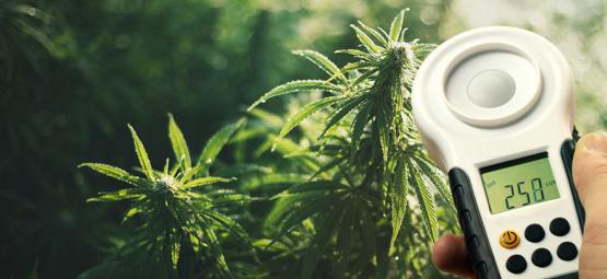 Sådan øger du dit cannabisudbytte med en luxmåler