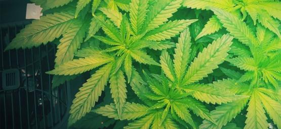 Hvorfor du bør bruge en luftfugter, når du dyrker cannabis