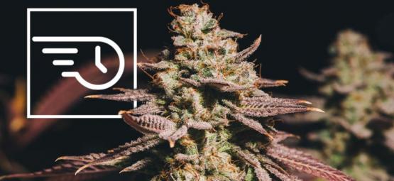 Hvad er hurtigblomstrende cannabis?