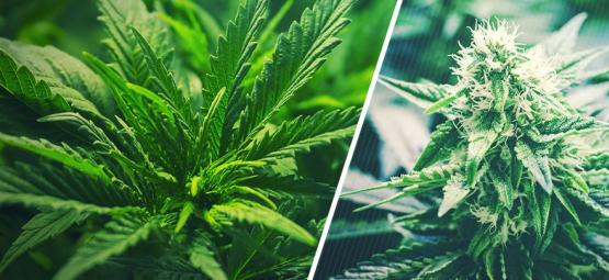 Hvornår skal cannabis skifte fra vegetativ fase til blomstringsfasen