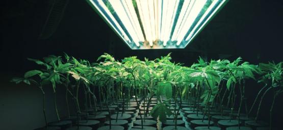Hvad er et inert vækstmedie ved dyrkning af cannabis