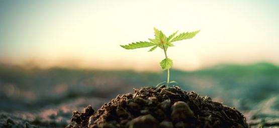 Sådan laver du din egen kompost til at dyrk cannabis