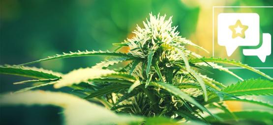 Super Lemon Haze: Anmeldelse og information om cannabissorten
