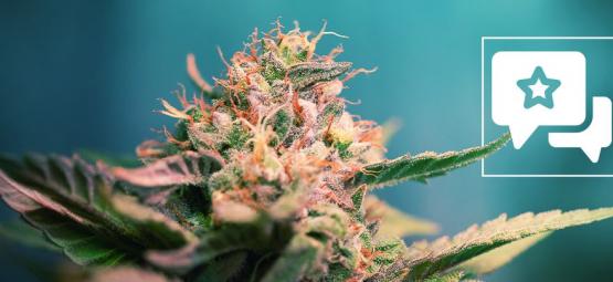 AK-47: Anmeldelse og information om cannabissorten
